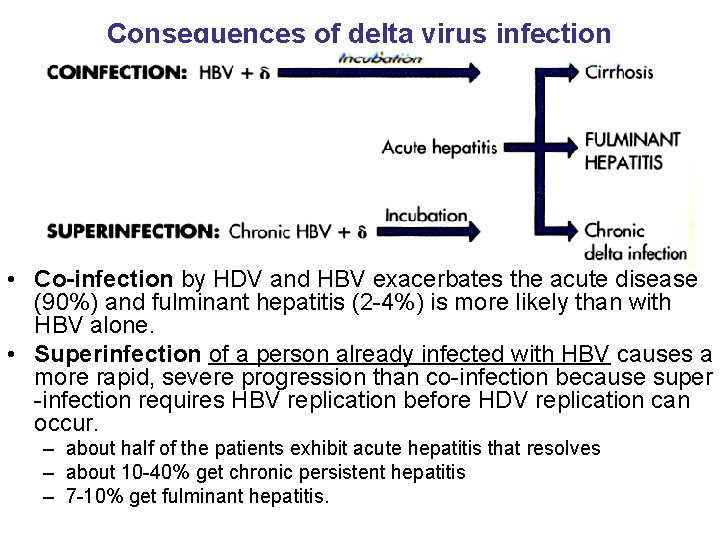 Consequences of delta virus infection • Co-infection by HDV and HBV exacerbates the acute