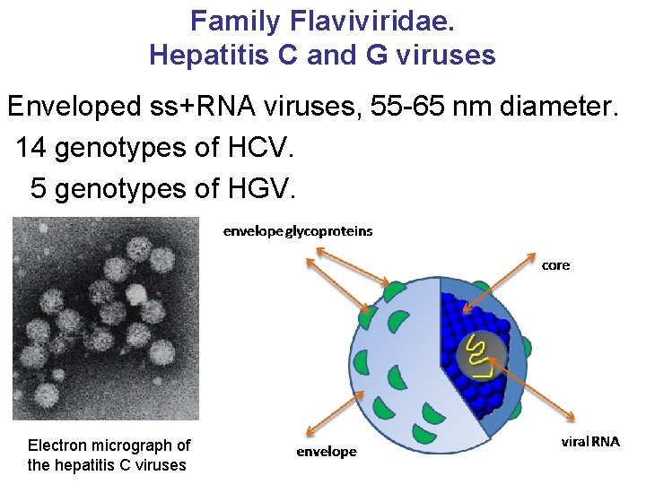 Family Flaviviridae. Hepatitis C and G viruses Enveloped ss+RNA viruses, 55 -65 nm diameter.