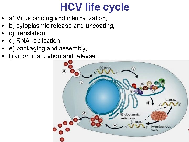 HCV life cycle • • • a) Virus binding and internalization, b) cytoplasmic release