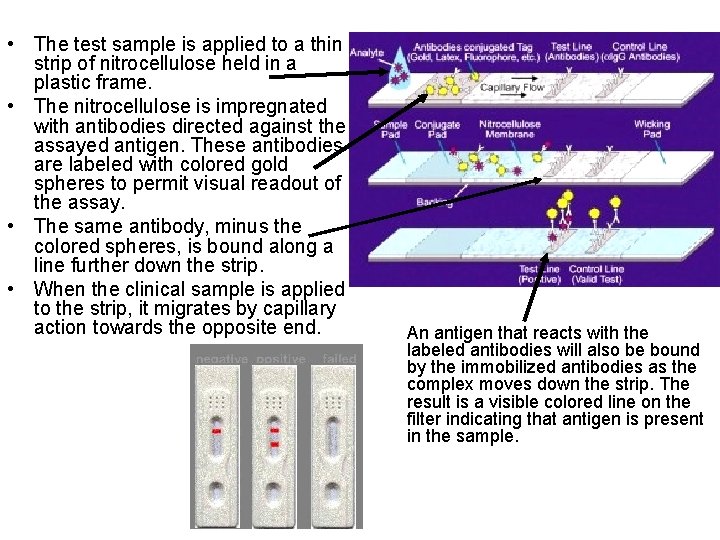  • The test sample is applied to a thin strip of nitrocellulose held