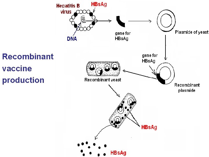 Recombinant vaccine production 