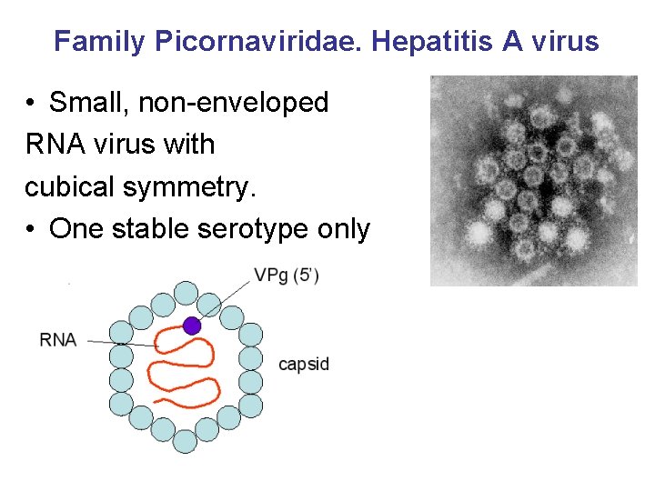 Family Picornaviridae. Hepatitis A virus • Small, non-enveloped RNA virus with cubical symmetry. •