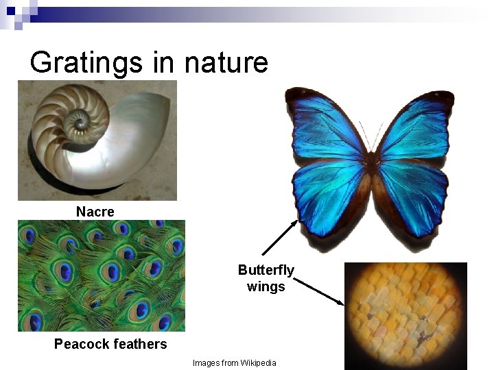 Gratings in nature Nacre Butterfly wings Peacock feathers Images from Wikipedia 