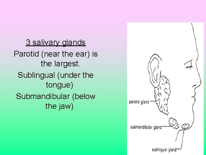 3 salivary glands Parotid (near the ear) is the largest. Sublingual (under the tongue)