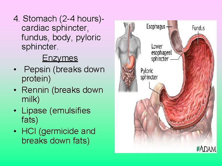 4. Stomach (2 -4 hours)cardiac sphincter, fundus, body, pyloric sphincter. Enzymes • Pepsin (breaks