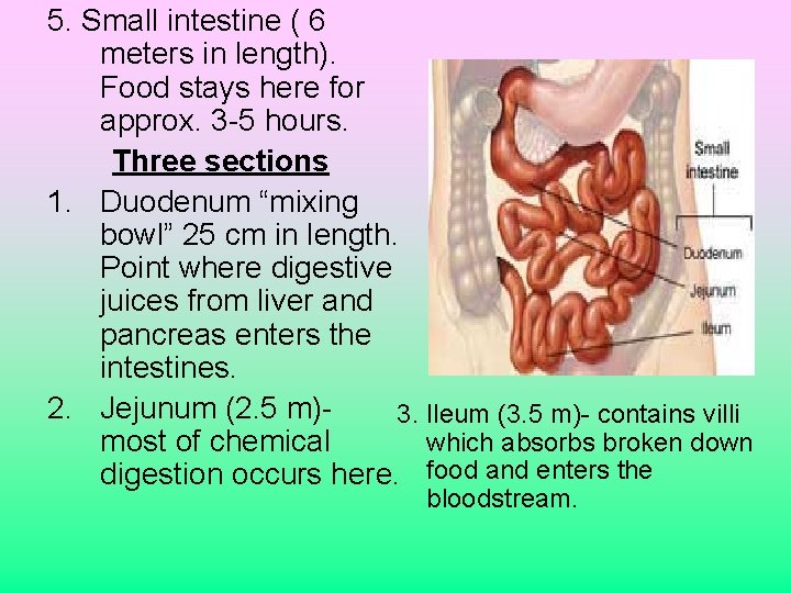 5. Small intestine ( 6 meters in length). Food stays here for approx. 3