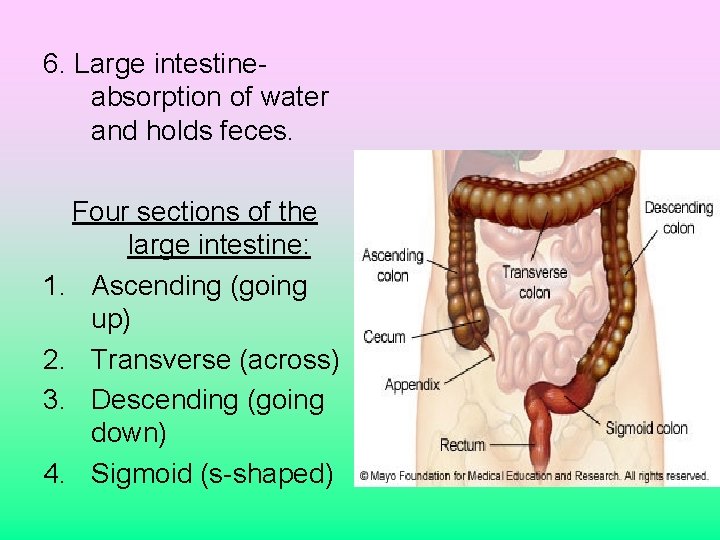 6. Large intestineabsorption of water and holds feces. Four sections of the large intestine: