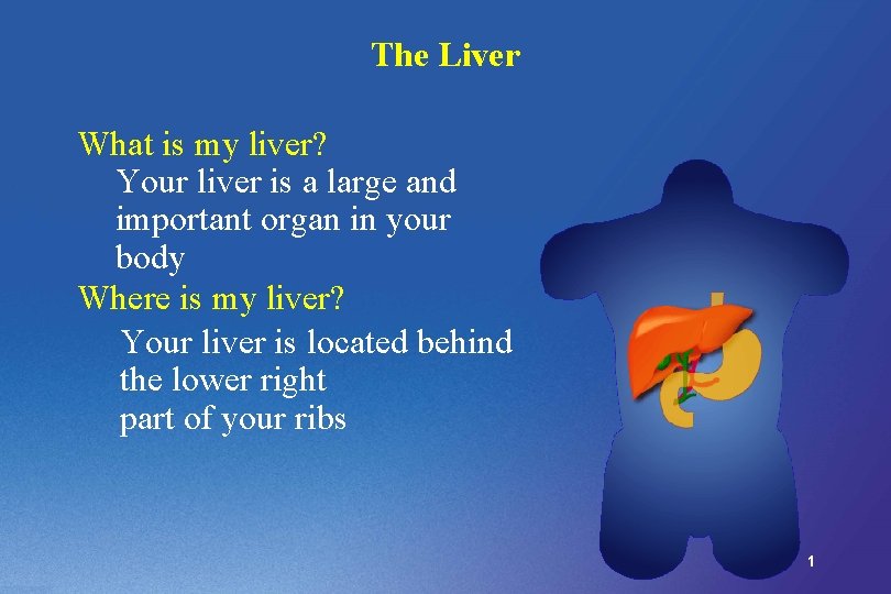 The Liver What is my liver? Your liver is a large and important organ