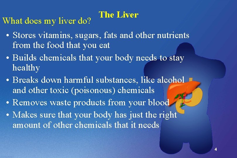 What does my liver do? The Liver • Stores vitamins, sugars, fats and other