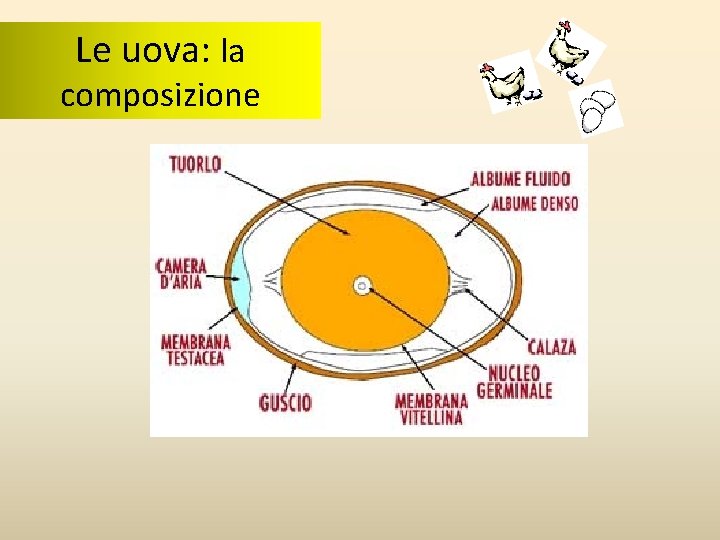 Le uova: la composizione Le uova: la composizione