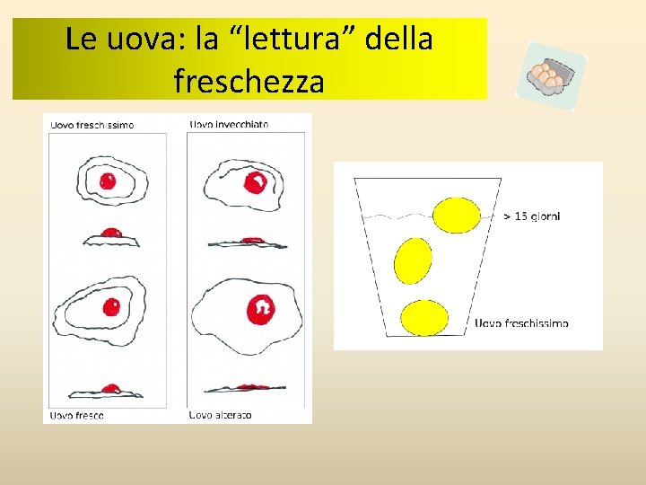 Le uova: la “lettura” della freschezza Le uova: la “lettura” della freschezza
