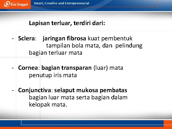 Lapisan terluar, terdiri dari: - Sclera: jaringan fibrosa kuat pembentuk tampilan bola mata, dan