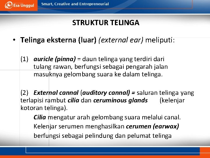 STRUKTUR TELINGA • Telinga eksterna (luar) (external ear) meliputi: (1) auricle (pinna) = daun