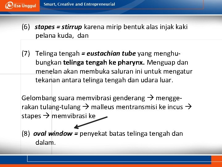 (6) stapes = stirrup karena mirip bentuk alas injak kaki pelana kuda, dan (7)