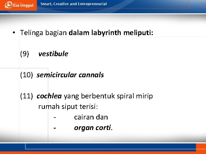  • Telinga bagian dalam labyrinth meliputi: (9) vestibule (10) semicircular cannals (11) cochlea