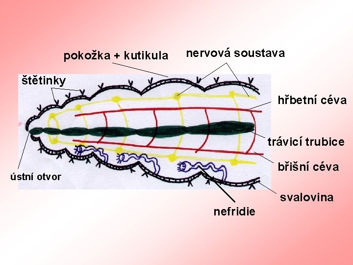 pokožka + kutikula nervová soustava štětinky hřbetní céva trávicí trubice břišní céva ústní otvor