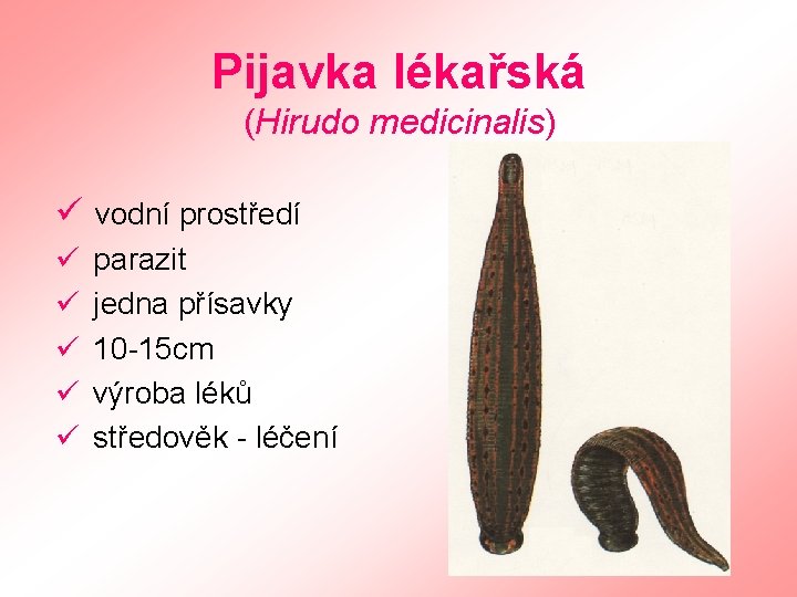 Pijavka lékařská (Hirudo medicinalis) ü vodní prostředí ü parazit ü jedna přísavky ü 10