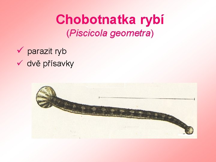 Chobotnatka rybí (Piscicola geometra) ü parazit ryb ü dvě přísavky 