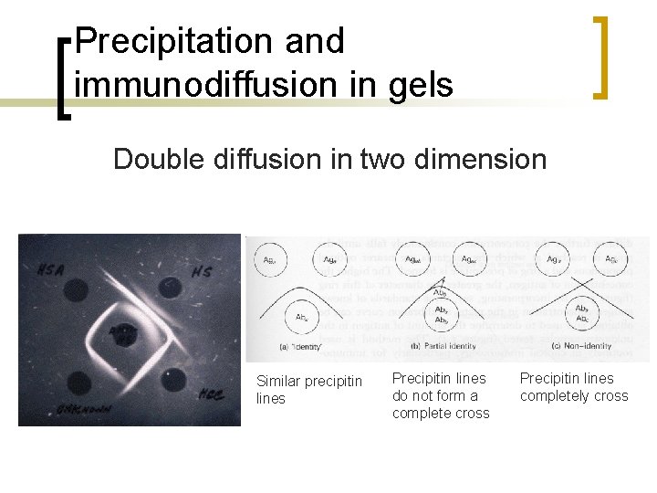 Precipitation and immunodiffusion in gels Double diffusion in two dimension Similar precipitin lines Precipitin