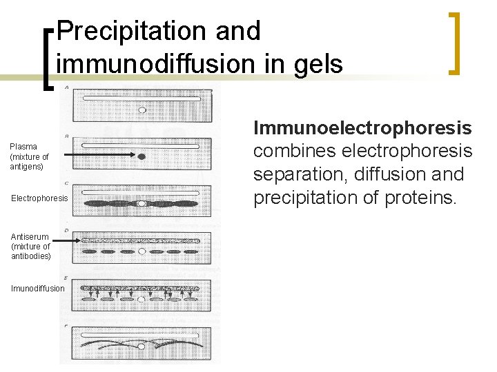 Precipitation and immunodiffusion in gels Plasma (mixture of antigens) Electrophoresis Antiserum (mixture of antibodies)