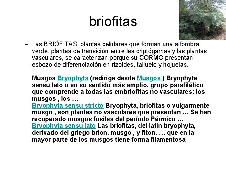 briofitas – Las BRIÓFITAS, plantas celulares que forman una alfombra verde, plantas de transición