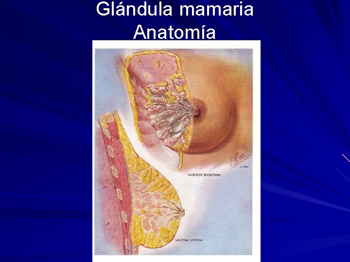 Glándula mamaria Anatomía 