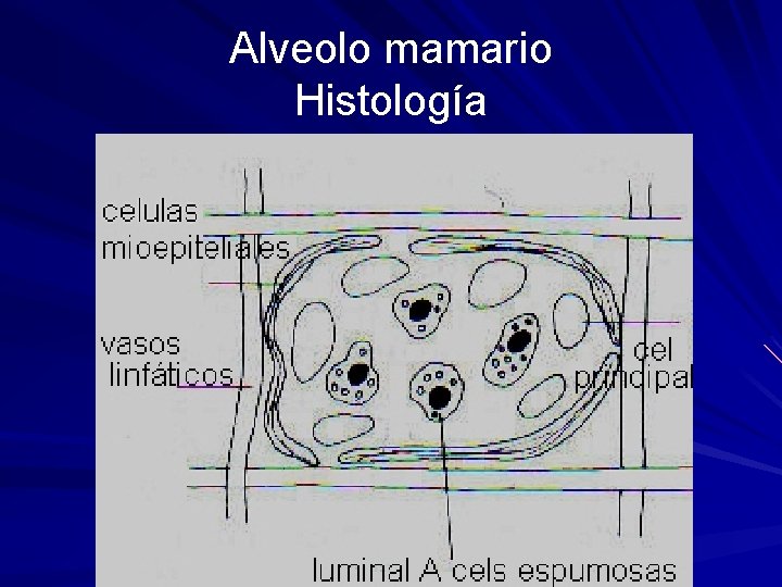 Alveolo mamario Histología 