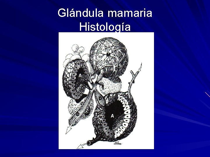 Glándula mamaria Histología 