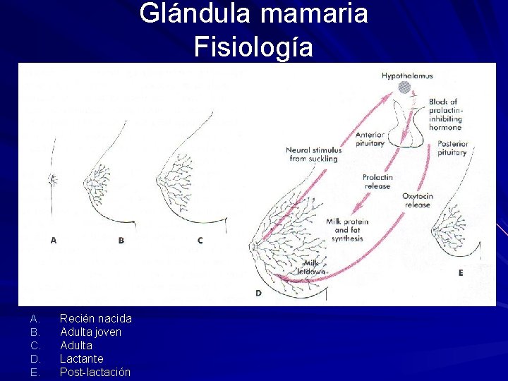 Glándula mamaria Fisiología A. B. C. D. E. Recién nacida Adulta joven Adulta Lactante