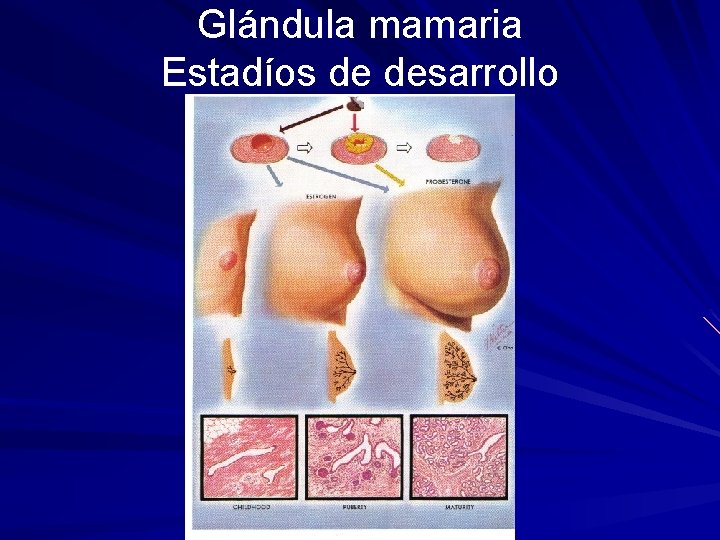 Glándula mamaria Estadíos de desarrollo 