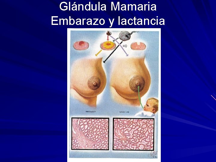 Glándula Mamaria Embarazo y lactancia 