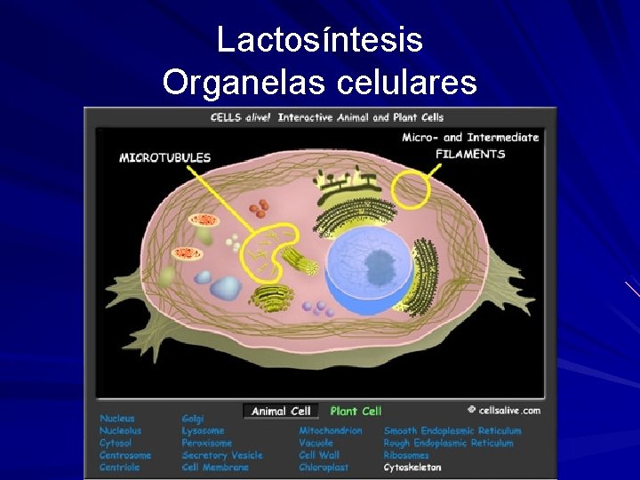 Lactosíntesis Organelas celulares 