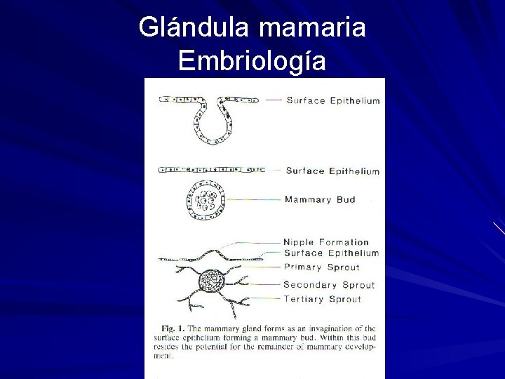 Glándula mamaria Embriología 