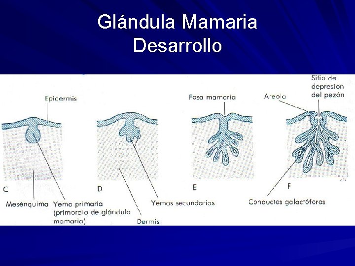 Glándula Mamaria Desarrollo 