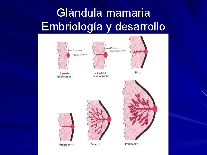 Glándula mamaria Embriología y desarrollo 