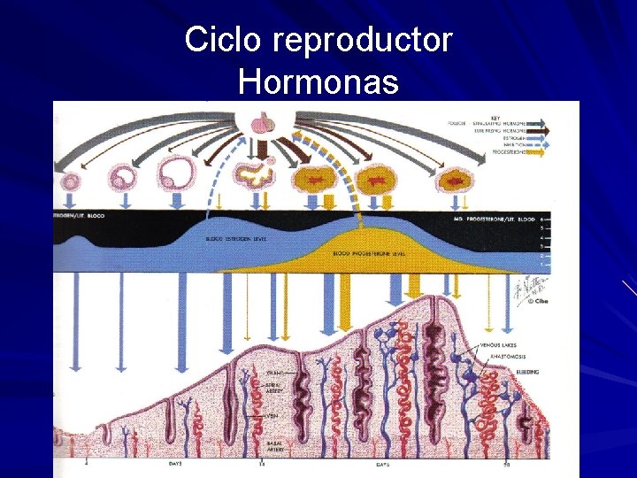 Ciclo reproductor Hormonas 