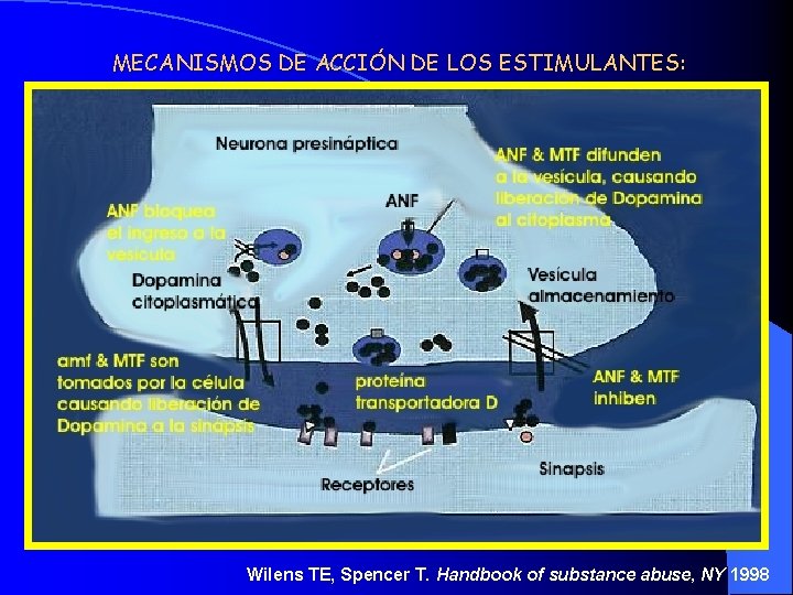 MECANISMOS DE ACCIÓN DE LOS ESTIMULANTES: Wilens TE, Spencer T. Handbook of substance abuse,