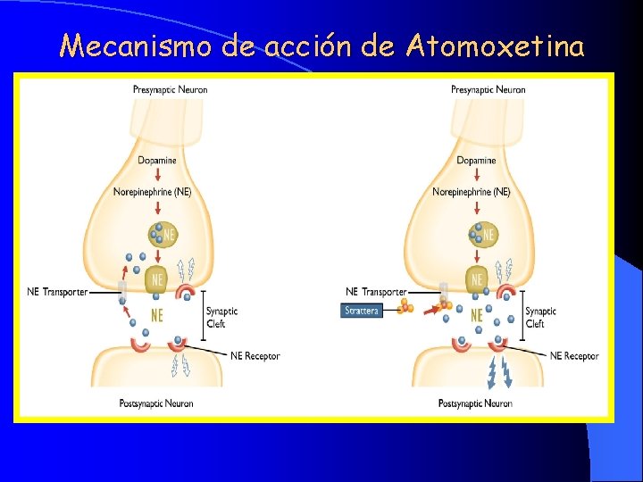 Mecanismo de acción de Atomoxetina 