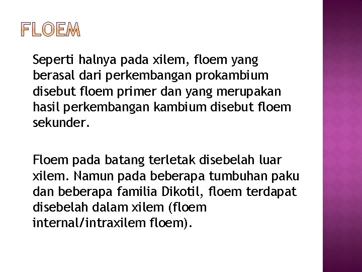 Seperti halnya pada xilem, floem yang berasal dari perkembangan prokambium disebut floem primer dan