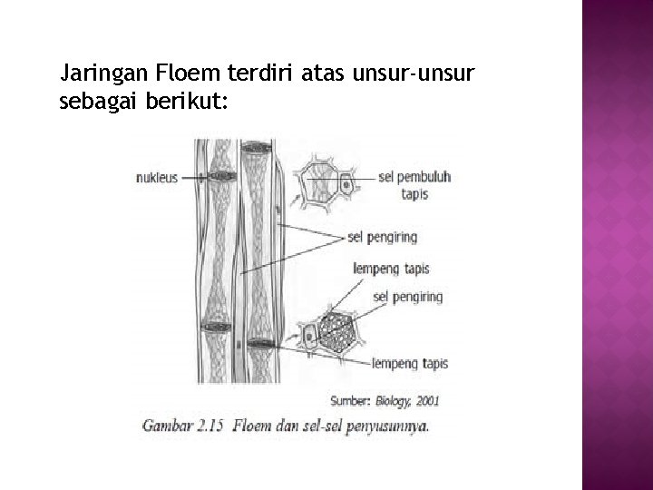 Jaringan Floem terdiri atas unsur-unsur sebagai berikut: 