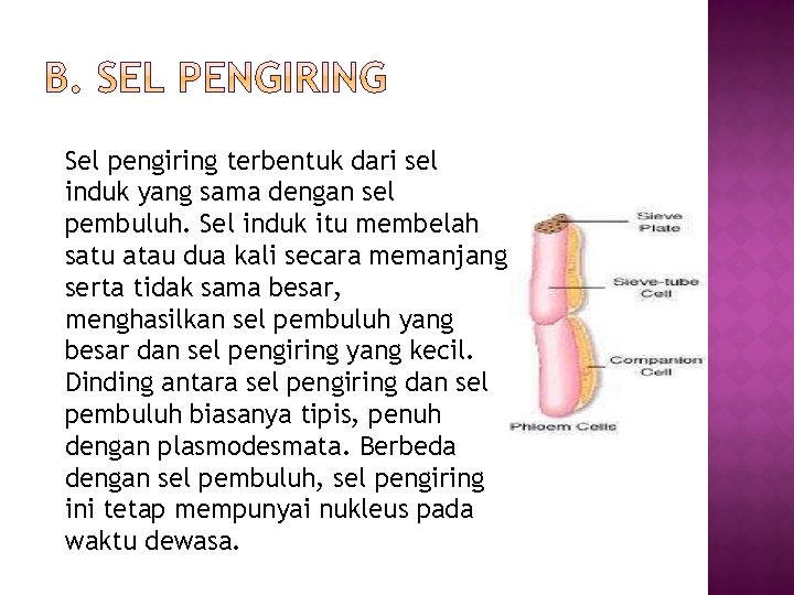 Sel pengiring terbentuk dari sel induk yang sama dengan sel pembuluh. Sel induk itu