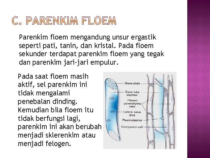 Parenkim floem mengandung unsur ergastik seperti pati, tanin, dan kristal. Pada floem sekunder terdapat