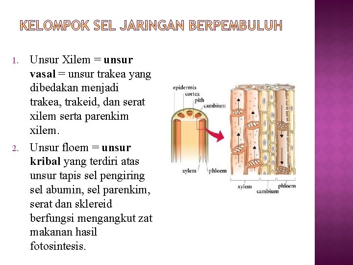 1. 2. Unsur Xilem = unsur vasal = unsur trakea yang dibedakan menjadi trakea,