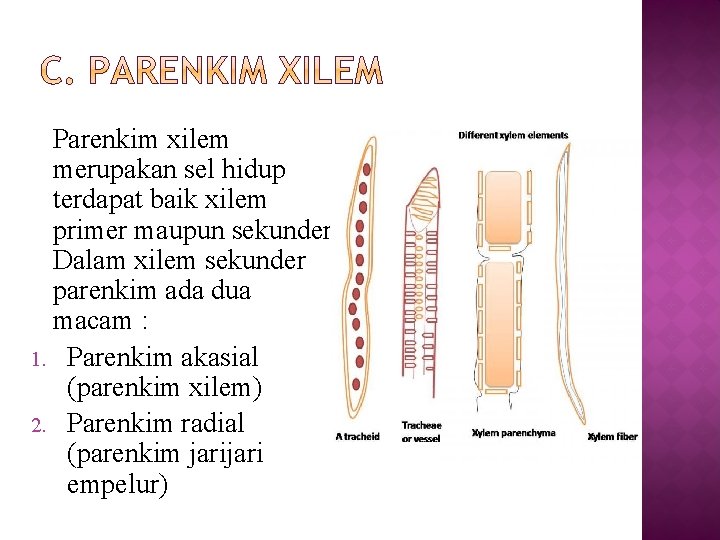 Parenkim xilem merupakan sel hidup terdapat baik xilem primer maupun sekunder. Dalam xilem sekunder