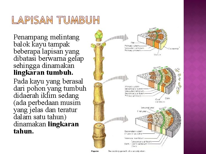 Penampang melintang balok kayu tampak beberapa lapisan yang dibatasi berwarna gelap sehingga dinamakan lingkaran