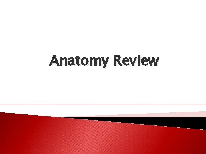 Anatomy Review 