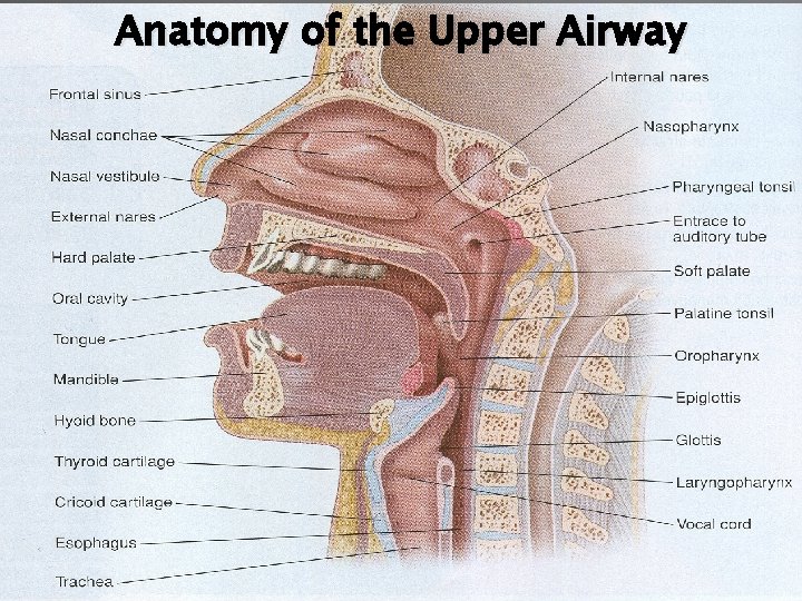 Anatomy of the Upper Airway 