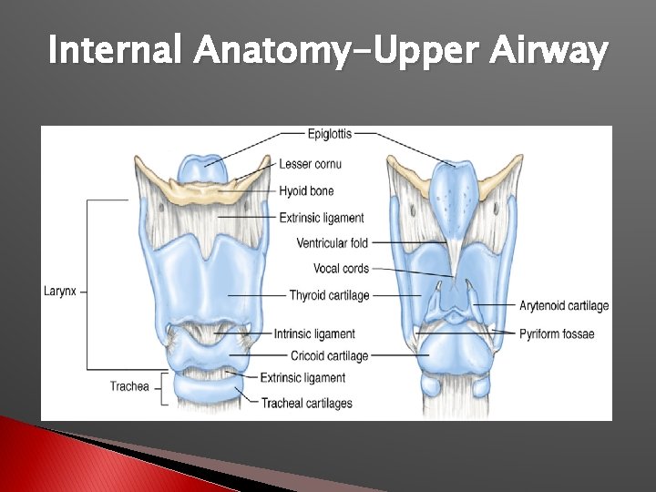 Internal Anatomy-Upper Airway 