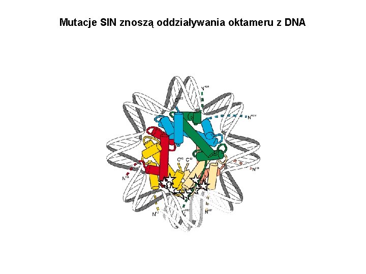 Mutacje SIN znoszą oddziaływania oktameru z DNA 