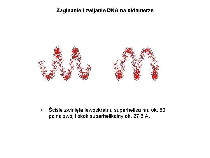 Zaginanie i zwijanie DNA na oktamerze • Ściśle zwinięta lewoskrętna superhelisa ma ok. 80
